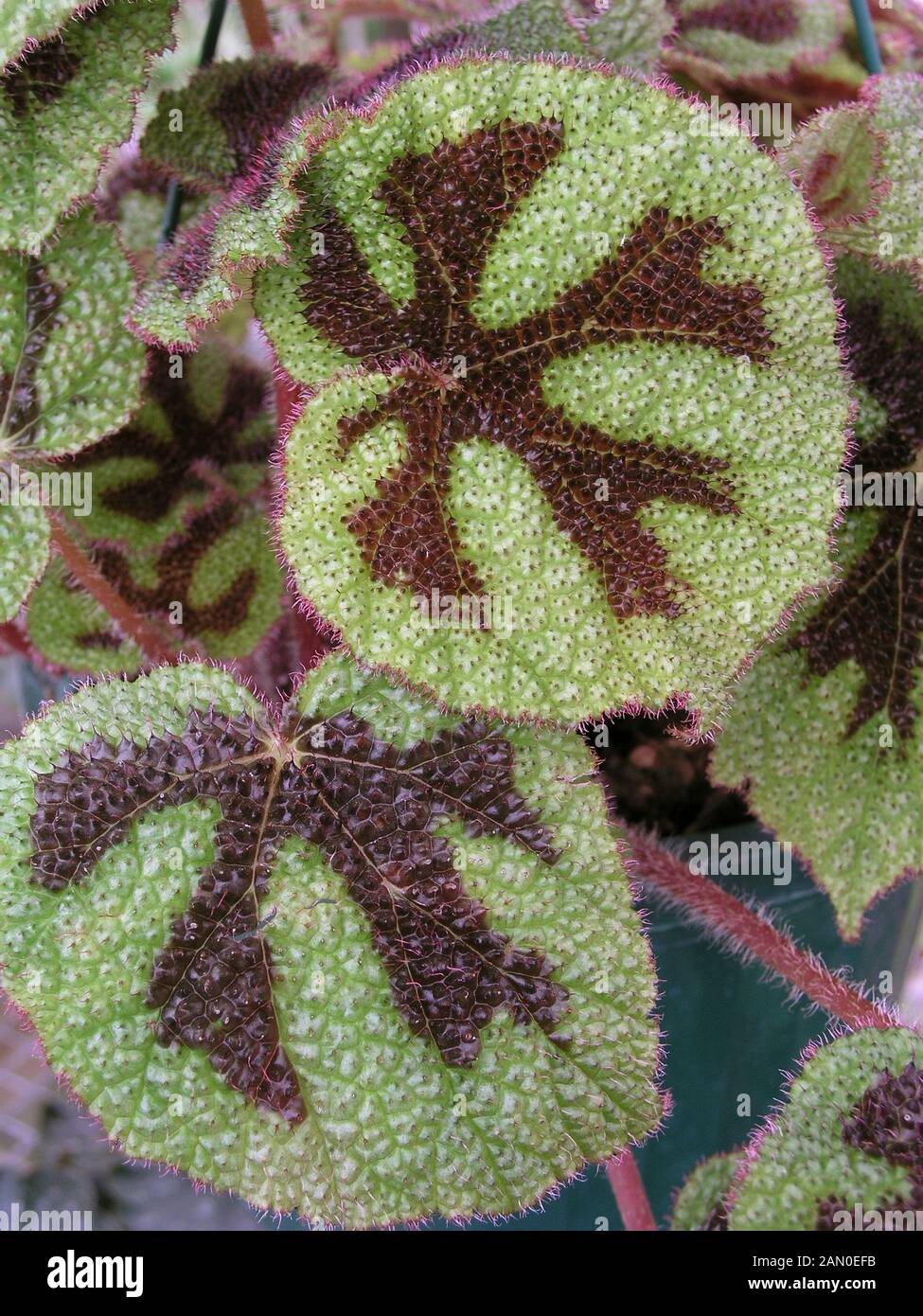 Begonia cruz de hierro fotografías e imágenes de alta resolución - Alamy