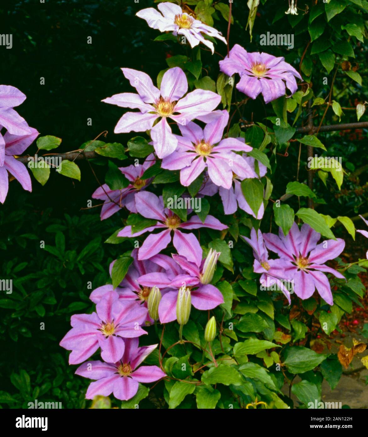 CLEMATIS 'King Edward VII' Foto de stock