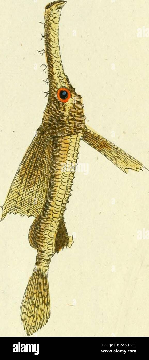 Gemeinnüzzige Naturgeschichte des Thierreichs : darinn die merkwürdigsten und nüzlichsten Thiere in systematischer Ordnung beschrieben und alle Geschlechter in Abbildungen nach der Natur vorgestellet werden . Amyh.XXW.A. -Vy-n-tliiM JeciuorettSj Lin: 177. Amph:JOm3. • wsii Mb i bl 1 Jcue)e&jj&gt;jerächen—-. B. iotcm: &lt;&lt;. 17 S. Awpii: XXIV. I. J).iotin:äf J70- D. J».•&lt;&lt;•&lt; • Foto de stock