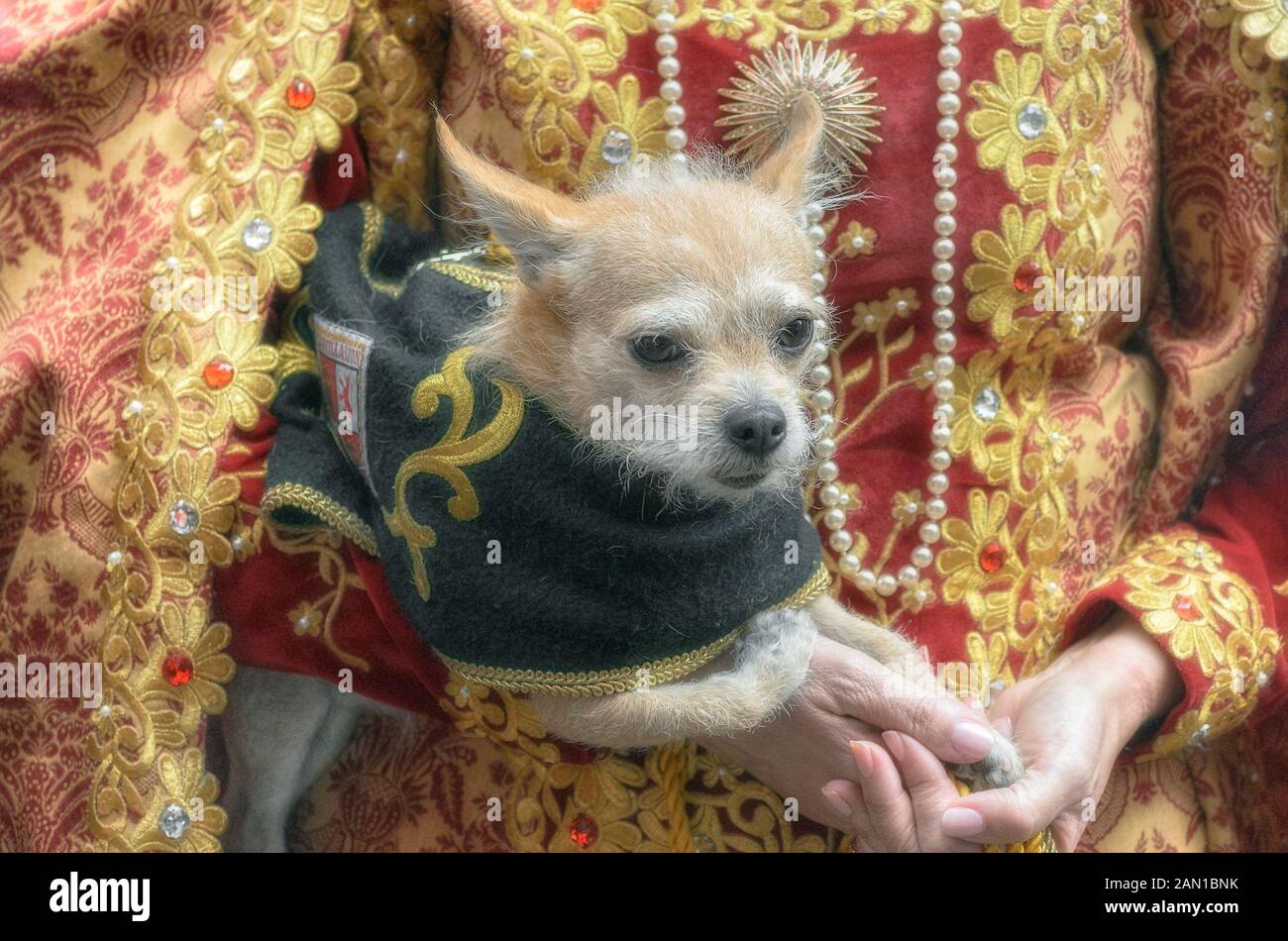 Lindo perro disfrazado con ropa medieval, durante la semana de la calle del  mercado medieval cervantino, en Alcalá de Henares (Madrid - España  Fotografía de stock - Alamy