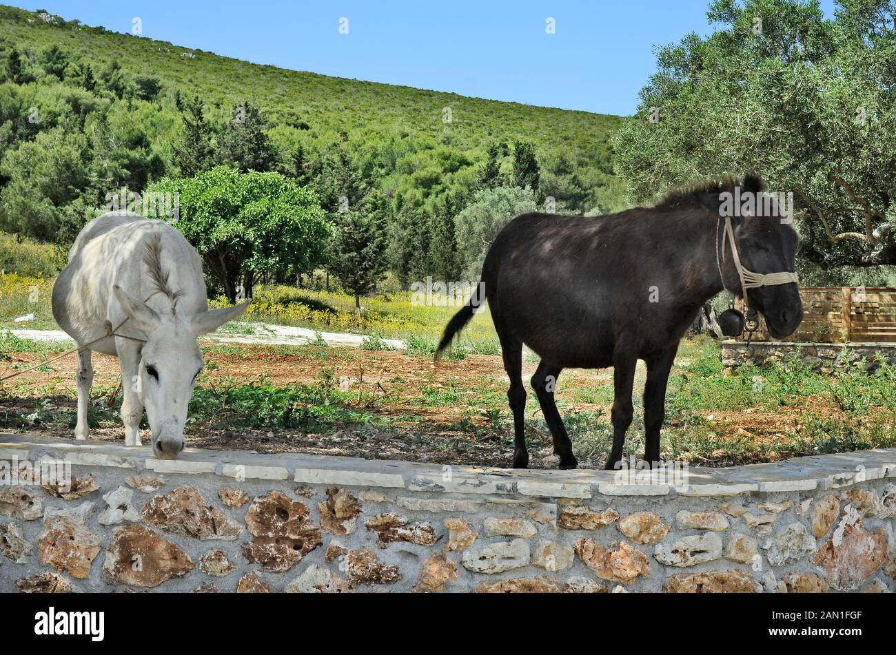 Grecia, Zákinthos, burro blanco y negro Fotografía de stock Alamy