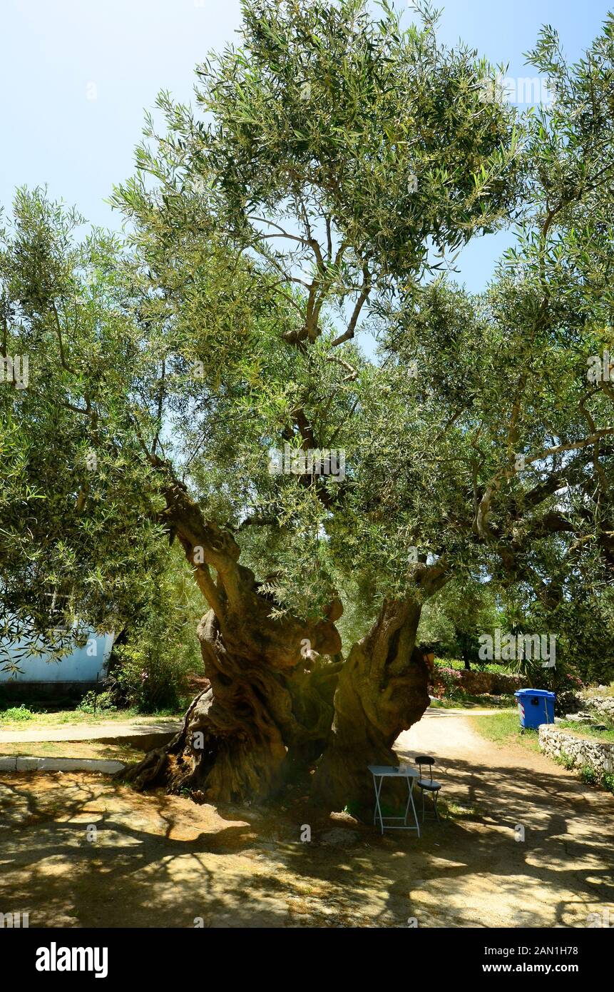 Olivo mas antiguo fotografías e imágenes de alta resolución Alamy