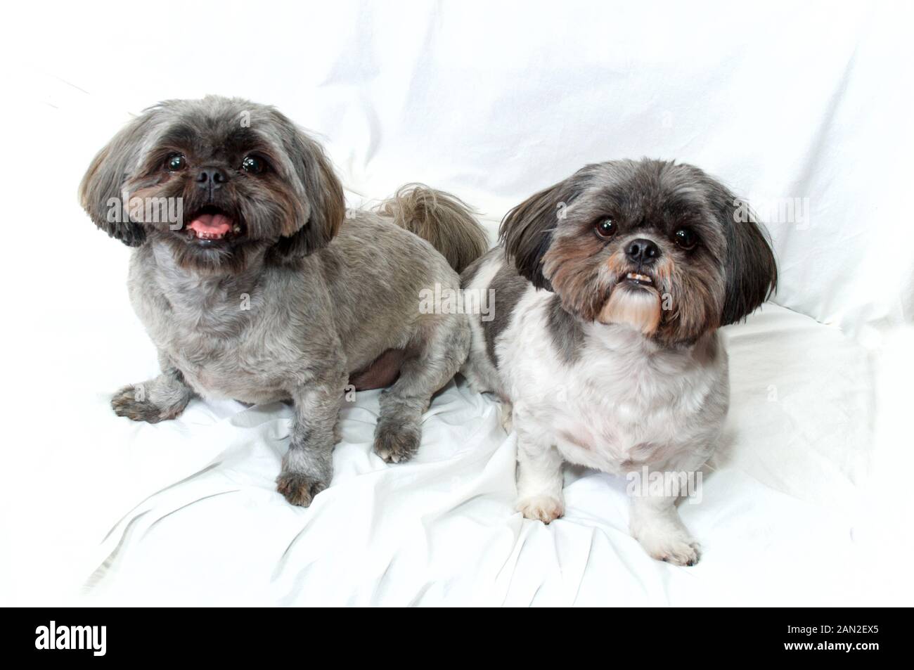 Studio imagen de dos curiosos shih tzu perros con peinados sentado en tela  de fondo blanco mirando hacia arriba en el visor Fotografía de stock - Alamy