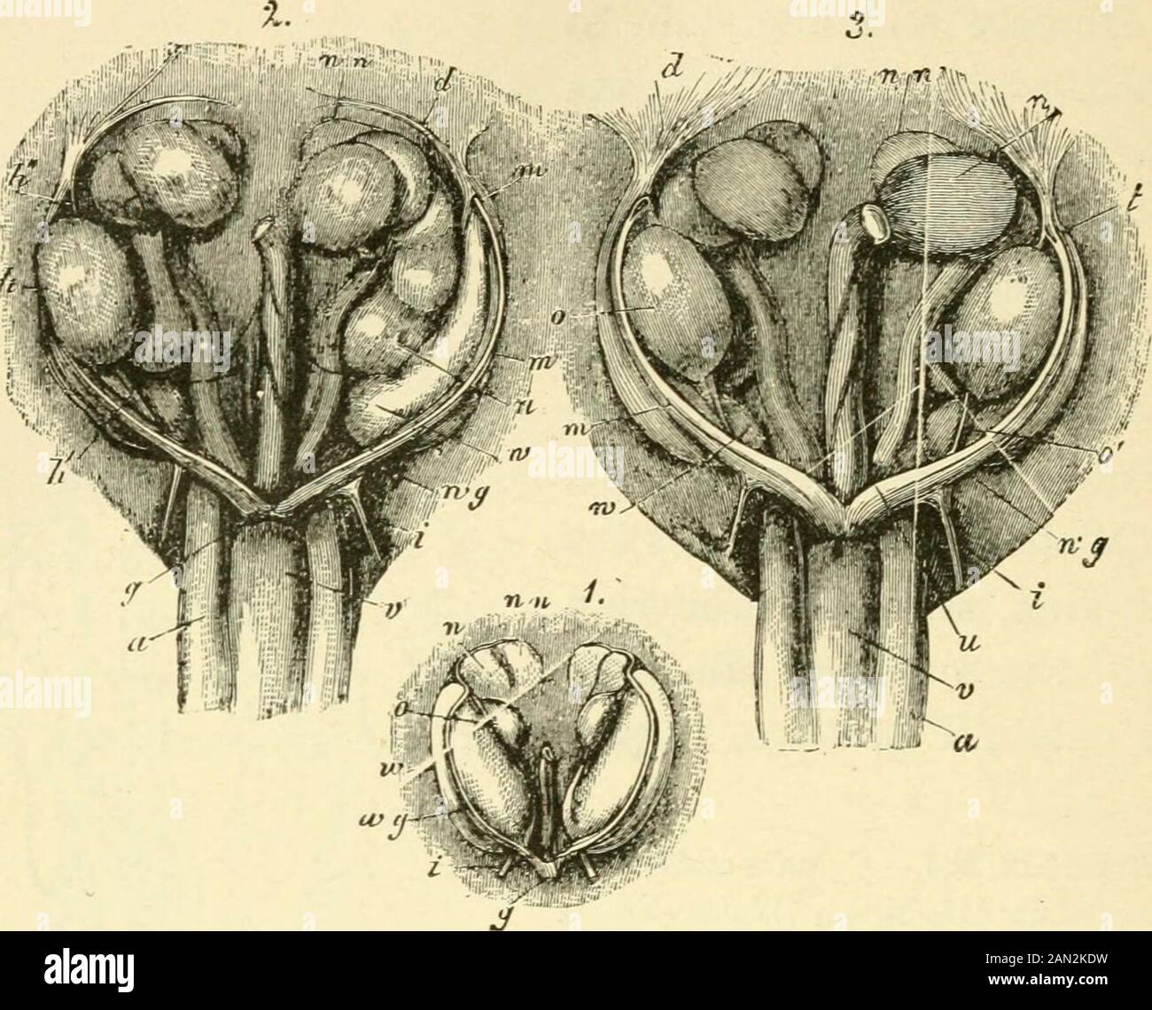 La evolución del hombre: Una exposición popular de los principales puntos de la ontogenia humana y filogenyFrom el alemán de Ernst Haeckel . 4i6 LA EVOLUCIÓN DEL HOMBRE. Convertirse en oviductos, restos de los conductos WolfRan permanecen, y son conocidos como canales de Gartners. *.MimMMMk. Ftgs. 32-1 32G.—órganos urinarios y sexuales de un Ox embrionario. Fig.324, del embrión femenino de la pulgada de la IJ en longitud ; Fig. 325, de embrioof macho de 24 pulgadas de longitud; Fig. 326, de embrión femenino de 2| pulgadas de longitud :w, riñón primitivo; wg, conducto de Wolffs; m, conducto de Miillers; m, extremo superior de este último (abierto en f); i, extremo más bajo engrosado del mismo (r Foto de stock