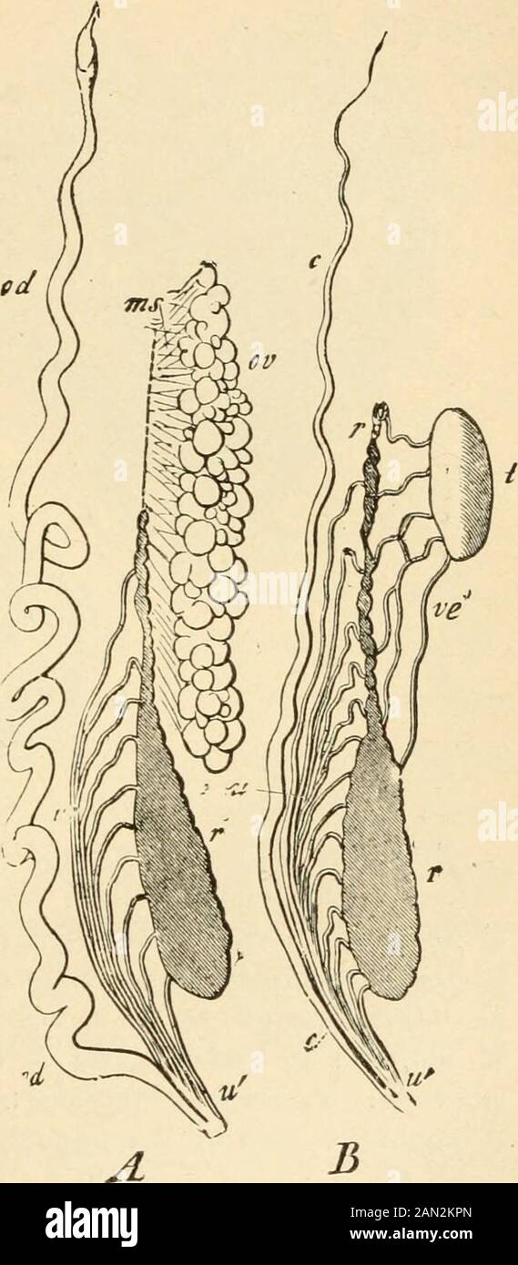 La evolución del hombre: Una exposición popular de los principales puntos de la ontogenia humana y filogenyFrom el alemán de Ernst Haeckel . nand Wolffian conductos, su laterliistory es claro y definido.En todos los Double-Nostrilled (J.m-pkirhina) y Jaw-coluked(Gnathostomi) animales, Primesmitive peces hasta el Mistucto, el Mia-ducto, se convierte en el MOLOWOLOWOLIDAL, el conducto, el conducto, el conducto de WOLFIDAL, se convierte en el conducto. En eachsex sólo uno de estos es per- figs. 322,323.—órganos urinarios y sexualórganos de un Anfibio (agua-Ahora, o Triton). Fig. 322 (A), hembra;Fig. 323 (JB) , hombre : r, primitiye kid-ney ; ov, ovario; od, huevo-dnct y Rathkes Foto de stock