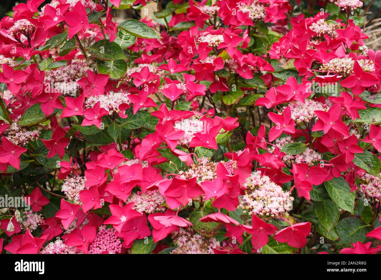 Hydrangea macrophylla 'Lady in Red' lacecap hortensias florecen en un jardín de verano. UK Foto de stock