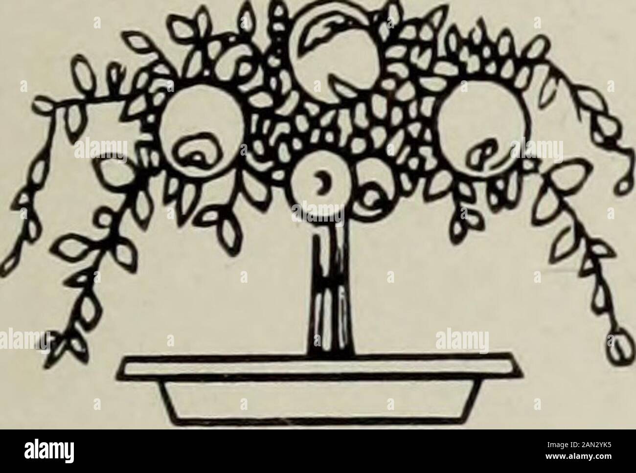 El Reptoniano de 1917: Una publicación anual representativa del trabajo en el curso profesional de jardinería paisajística en la Universidad de Illinois . Augustine & COMPANY, NurserymenNORMAL, ILLINOIS THOMAS B. MEEHAN & CO. Al por mayor un [DRESHER de urserymen, PA.Nos Especializamos en Árboles ornamentales, arbustos, plantas de Evergreensand Hardy, y disfrutamos de la confianza y el negocio de LandscapeArchitects a través de los Estados Unidos. 225 oAcres dedicados a la producción de la mejor calidad de la población ornamental de viveros.. Frutas, SOMBRA, ORNAMENTALES, PERENNES, SVERGREENS, arbustos, ere. TheJewel CIS[ursery Company INC Foto de stock