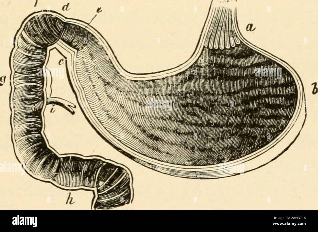 La evolución del hombre: Una exposición popular de los principales puntos de la ontogenia humana y filogenia el alemán de Ernst Haeckel . el hielo y el habla, y también se desarrolla aparte del canal intestinal. Frente a la laringe se encuentra la glándula tiroides (tireoidea), que ocasionalmente se agranda hasta el llamado bocio. EL CANAL INTESTINAL HUMANO. 317 el gulet (cesófago) pasa hacia abajo a través del tórax, a lo largo de la columna vertebral, detrás de los pulmones y del corazón, y entra en la cavidad ventral, después de penetrar el diafragma. Este último (Fig. 16, z) es una partición membranosa, muscular, transversal, w Foto de stock