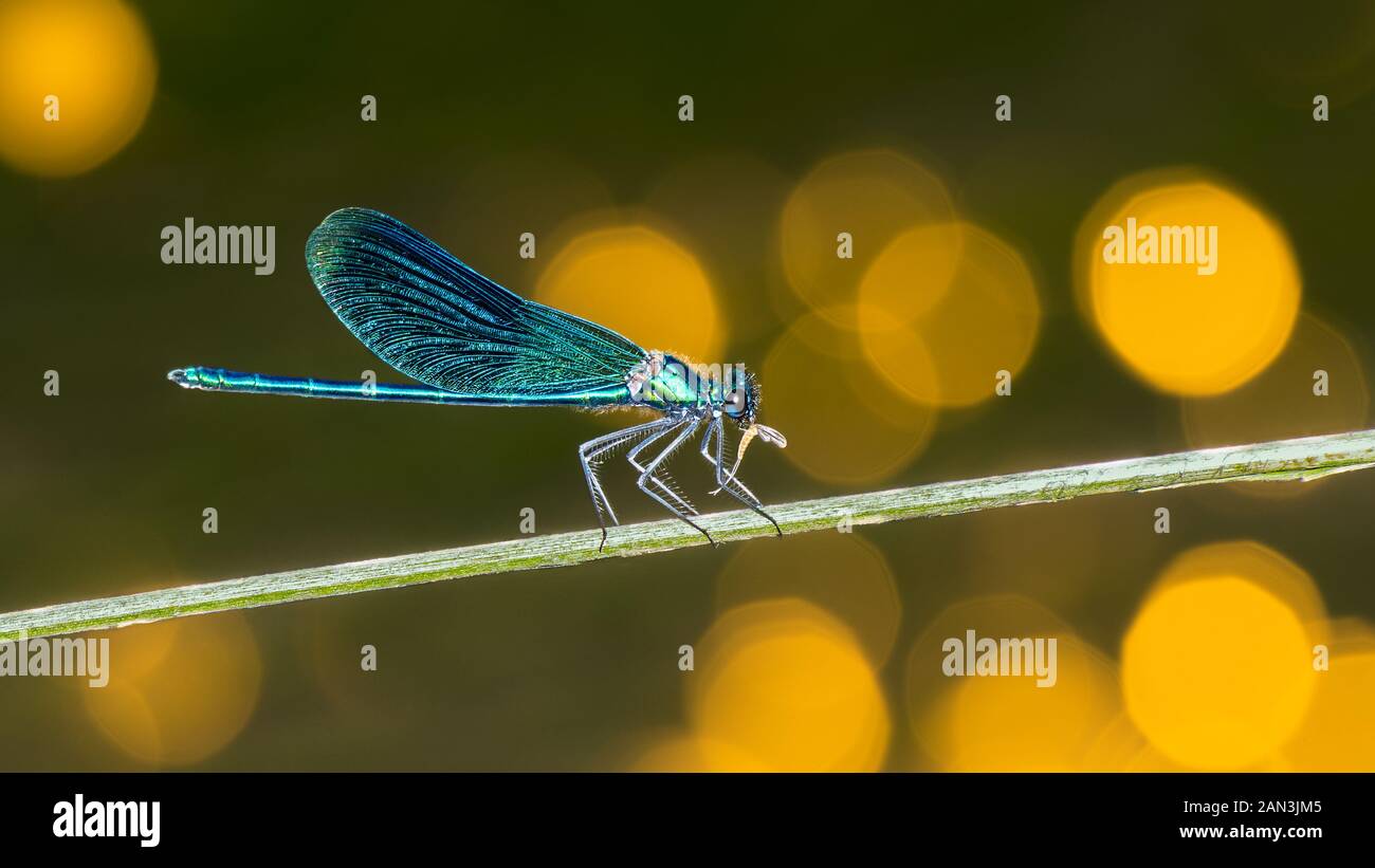Macho de alimentación en bandas demoiselle dragonfly perfil en tallo verde. Calopteryx splendens. Odonata. Damselfly depredadora comiendo una presa atrapada. Insecto azul. Foto de stock