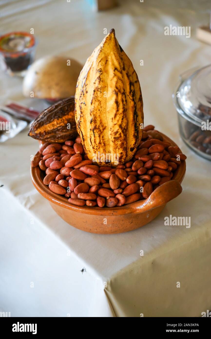 Vaina de cacao o frijoles de chocolate y planta en la fábrica de Mazunte, Huatulco, México, Bahia de Huatulco, Foto de stock
