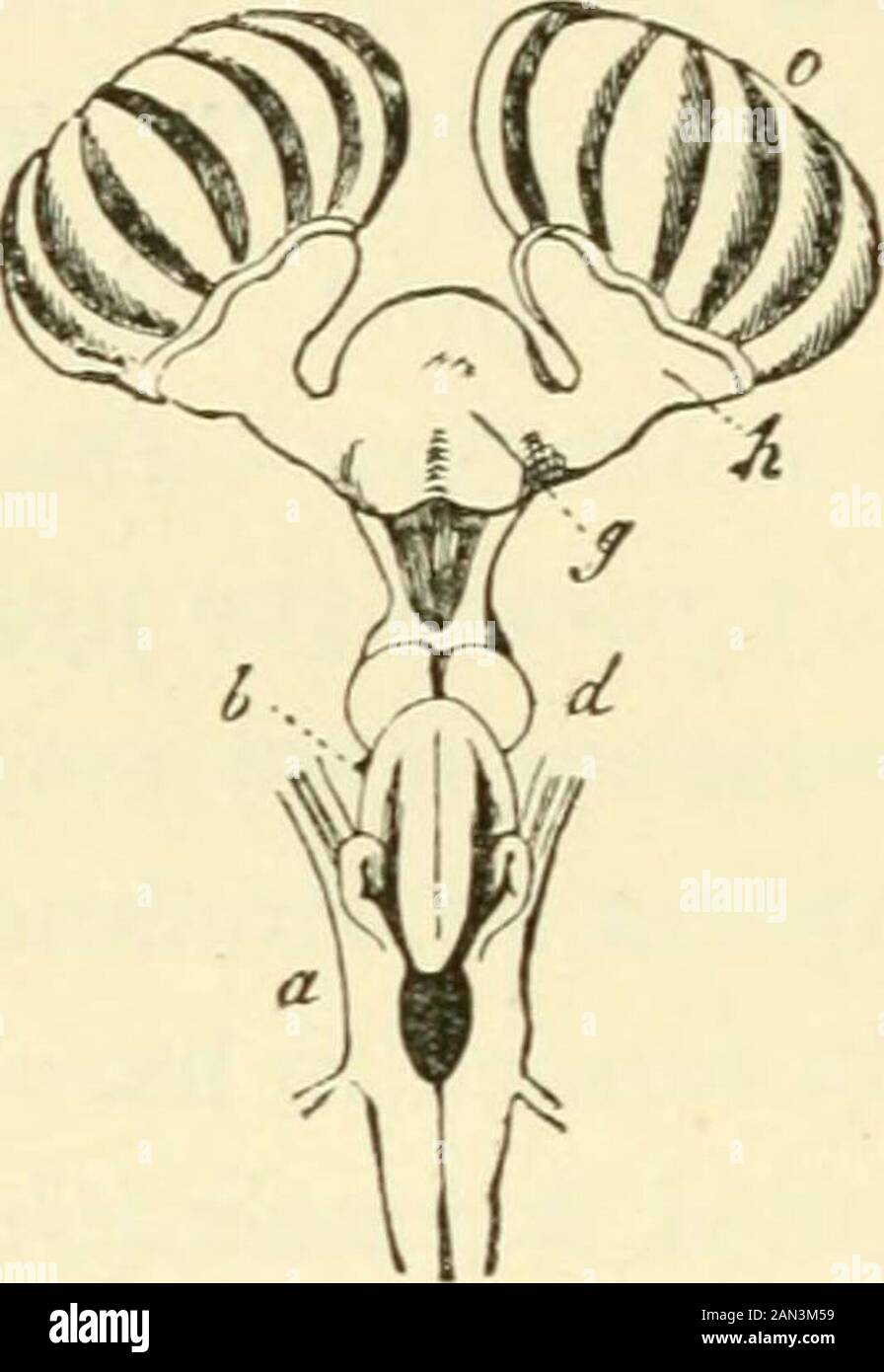 La evolución del hombre: Una exposición popular de los principales puntos de la ontogenia humana y filogenyFrom el alemán de Ernst Haeckel . N, s... Fig. 227.—cerebros de tres animales embryónicos En secciones verticales longi-tudinales: A, de un tiburón (Heptangus); B, de una serpiente (Coluber); C, ofa Goat (Capra); a, fore-cerebro ; b, twixt-cerebro ; c, mediados del cerebro ; d, posterior-cerebro; fisura, después del cerebro primitivo. (Después De Gegenbanr.) Fig. 228.—cerebro de un Tiburón (Sctjlium) desde el lado dorsal: G, antes del cerebro; h, bulbos olfativos del cerebro anterior, que envían a los grandes olfactorynerves al grande Foto de stock
