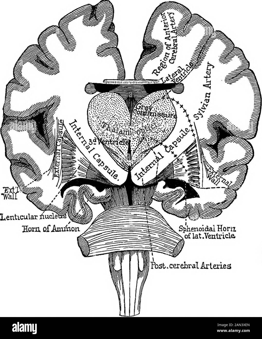 Las conferencias sobre localización de enfermedades cerebrales, dictadas en el Faulté de médecine, París, 1875 , que las tritorias vasculares están separadas por líneas punteadas, harán más claros los detalles. La descripción de las arterias estriadas por sí sola requiere alguna explicación. Con esto usted poseerá, en breve, todo lo que sea necesario para un conocimiento de las arterias centrales, si theycome de las arterias cerebrales anteriores o posteriores. Emanando del borde superior de la arteria Sylvian, las arterias estriadas entran en las aperturas del espacio anterior per-forated, donde pronto desaparecen Foto de stock