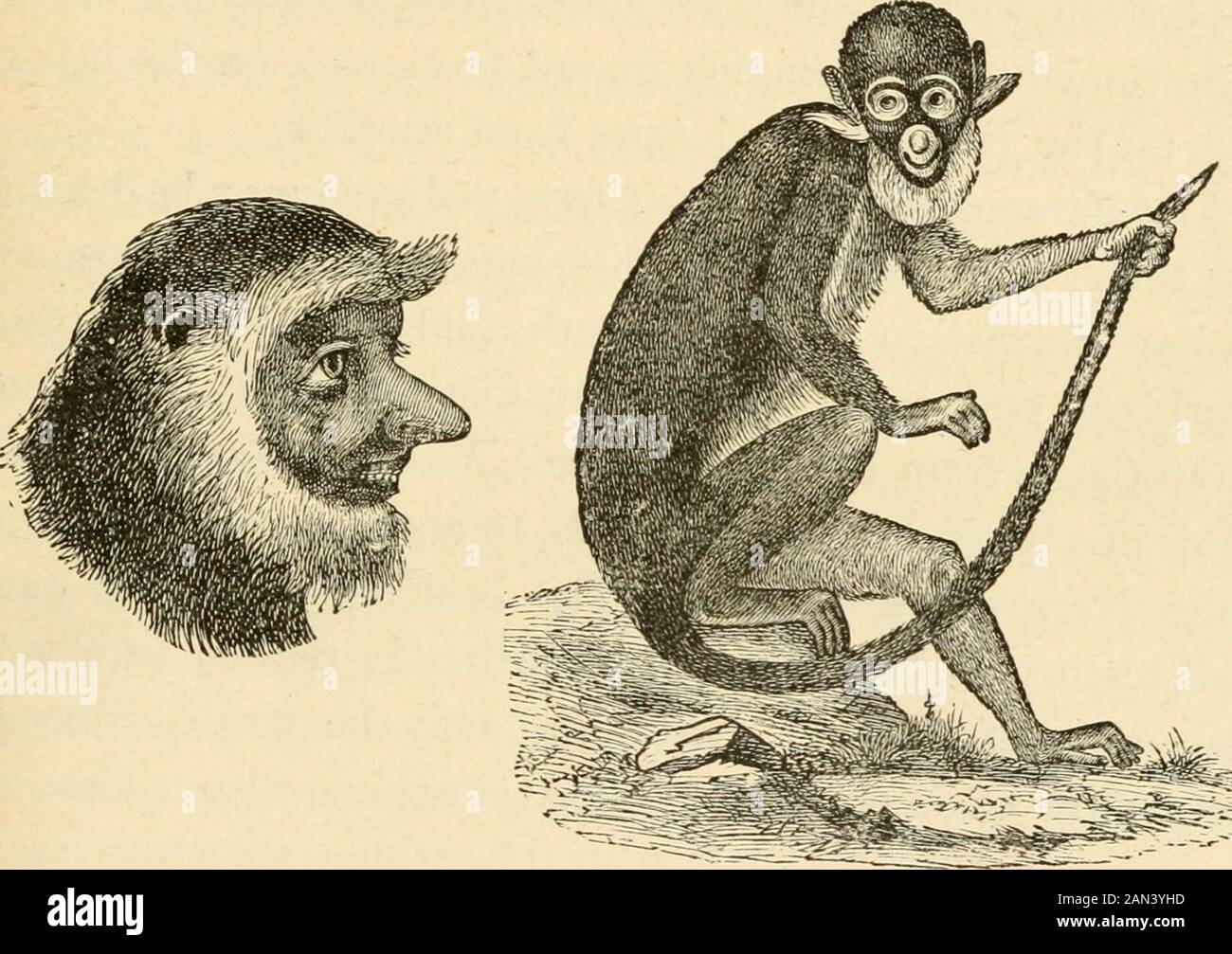 La evolución del hombre: Una exposición popular de los principales puntos de la ontogenia humana y filogenyFrom el alemán de Ernst Haeckel . En todo el Viejo Mundo Apesla estructura de la nariz es la misma que en el Hombre; es decir, la partición acomodadoramente estrecha de las dos mitades, de modo que las fosas nasales se dirigen hacia abajo. En unos pocos Apes del este, la nariz se proyecta como prominente y es tan característico como en Man. Ya hemos llamado la atención, en este sentido, al notable nariz-simio (Semno-pithecus nasicus), que tiene una nariz bien curva y larga (Fig. 202). La mayoría de los Apes del este tienen, es t Foto de stock