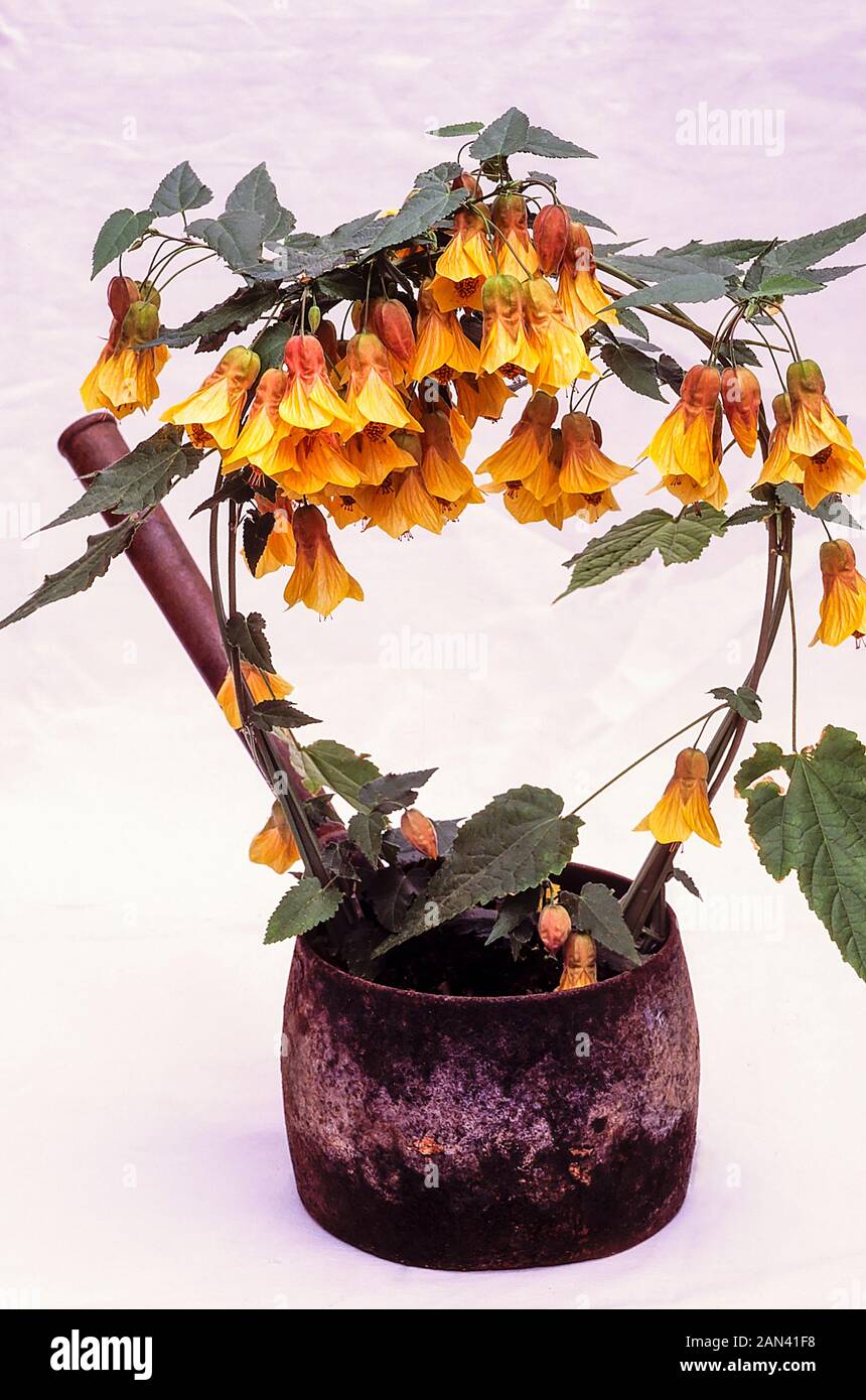 Abutilon Kentish Belle con flores amarillas creciendo en una antigua olla de hierro fundido. Un arbusto perenne que se extiende y florece durante todo el verano. Foto de stock