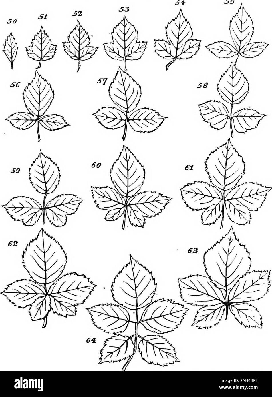 Los principios de la biología . ch que ocurre; y trazándolo wih nos preparan para la manera subestancada, y cuando, metamorfosis todavía más grande en de-cree, toman lugar. 188. Si examinamos una rama del bramble común, cuando en flor o después, no terminaremos imfrecuentemente la hoja simple o no dividida, al insertar uno de los ejes de la flor-cojinete thelateral, componiendo el cúmulo terminal se baja. A veces esta hoja está parcialmente lobada; un poco de tiempo se divide en tres pequeños folletos. Bajar en el disparo, ifit ser lateral, se producen hojas más grandes, compuestas de tres eleaflets; y en algunos de estos, t Foto de stock