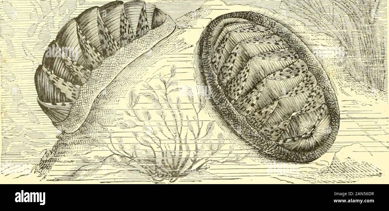 El royal natural history . El grupo se divide en dos y ordersPolyplacophora Aplacophora; y es considerado por algunos autores, y perhapscorrectly, meramente como un orden de Gastropoda, y no forman una clase distinta. Los quitones, Polyplacophora orden. La conocida quitones (Chiton idee) son las únicas formas incluidas en thisorder externamente, y son reconocidos por sus conchas que consta de ocho piezas separadas o válvulas, asthey se denominan,que se arrangedover la espalda, yestá conectado a las duras marginof sidesby el manto soporte enla que ellos areembedded. En Lamayor� de casos las válvulas areclose togeth Foto de stock