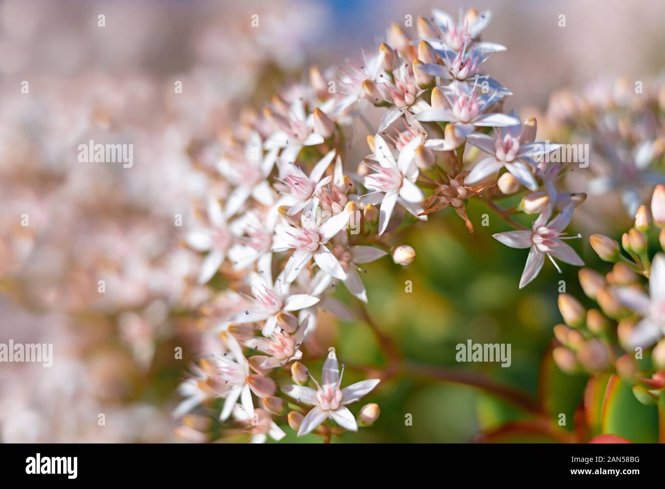 Rama de plantas suculentas con hermosas flores blancas. Fondo floral,  árboles en flor, llega la primavera concepto Fotografía de stock - Alamy
