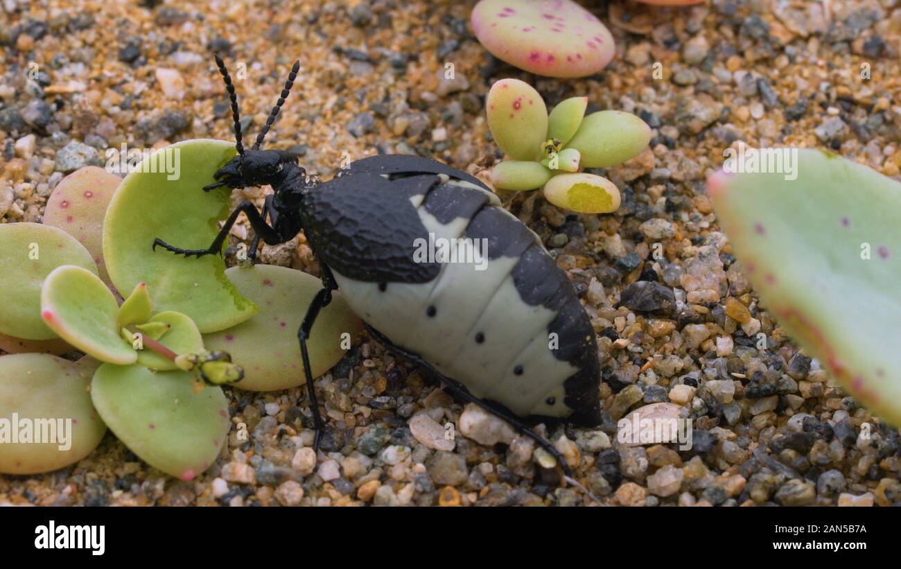 Foto de un escarabajo femenino devorando una hoja de aloe en el desierto de Atacama Foto de stock