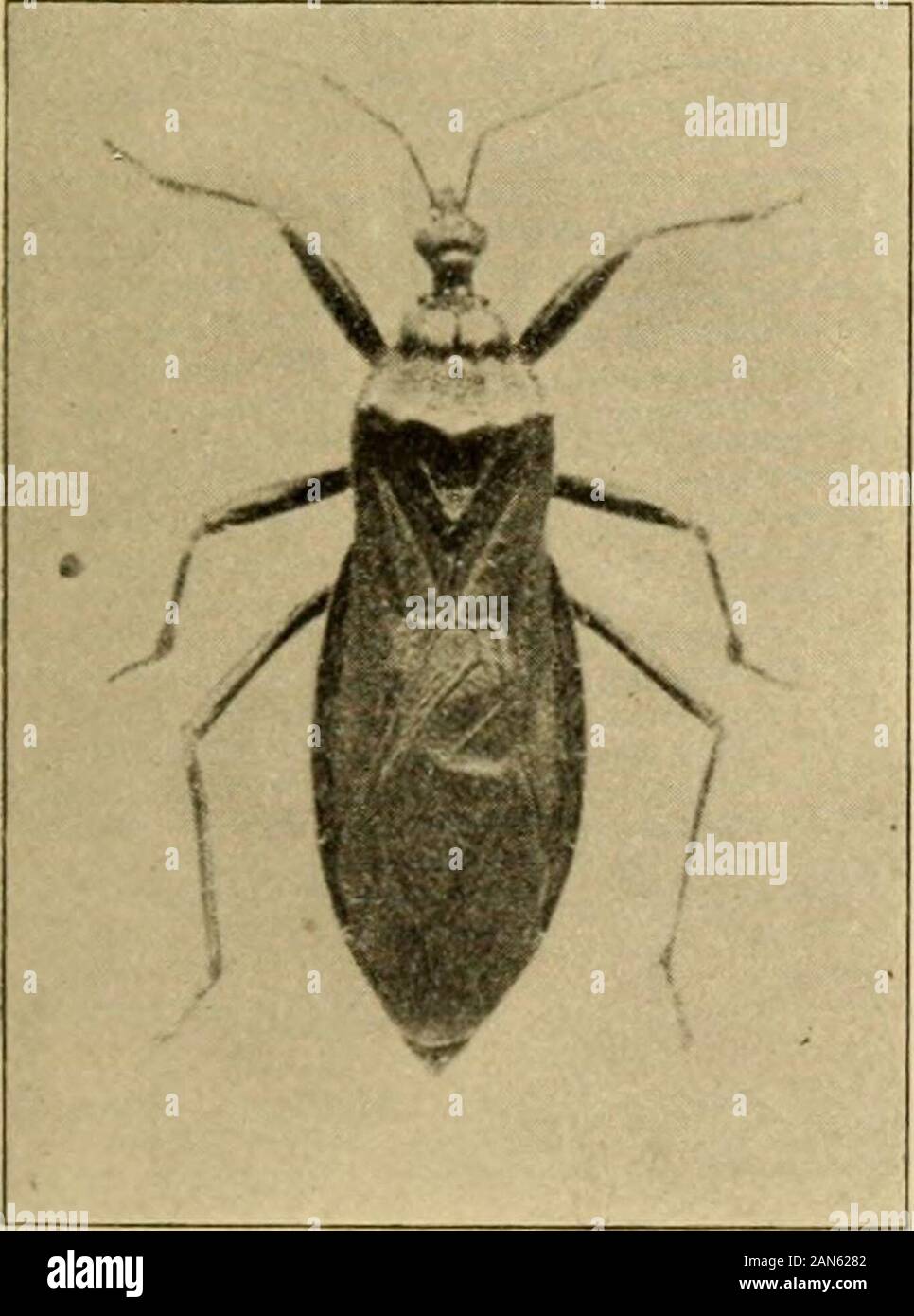 Manual De Entomología Médica. O Parpadeo, Se Escuchó A Proferir.