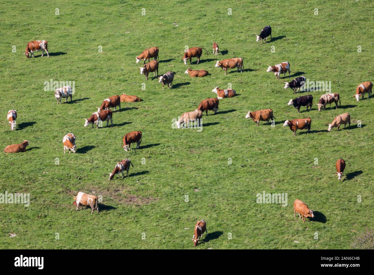 Vista de los pájaros en una manada de vacas de pastoreo. Producción de bio leche, agricultura ecológica. Capturado de la torre de la iglesia del monasterio de Andechs. Foto de stock