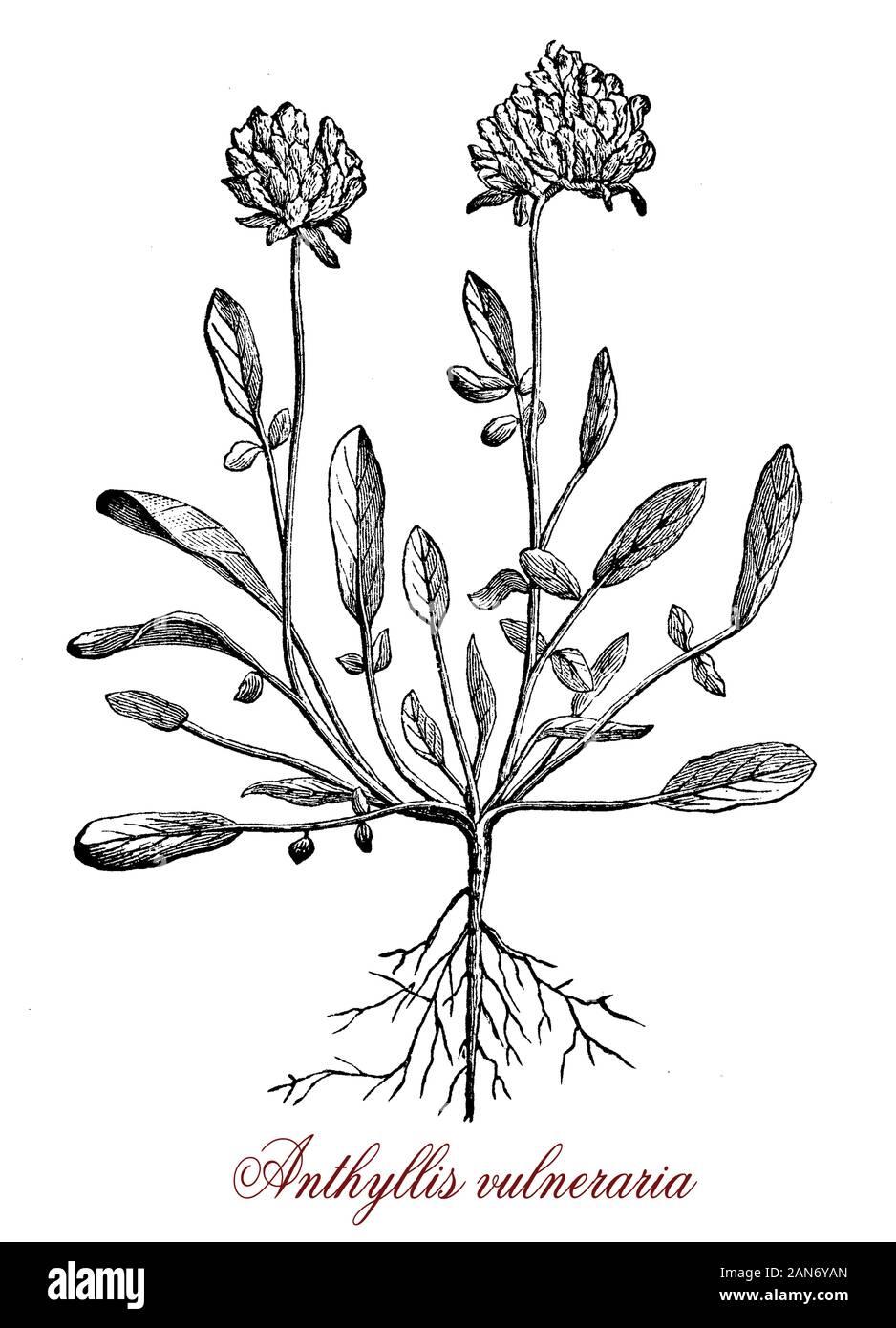 Anthyllis vulneraria kidneyvetch común o planta medicinal originaria de Europa, el nombre significa "herida sanador" en América.Las flores son esféricos con pétalos amarillos Foto de stock