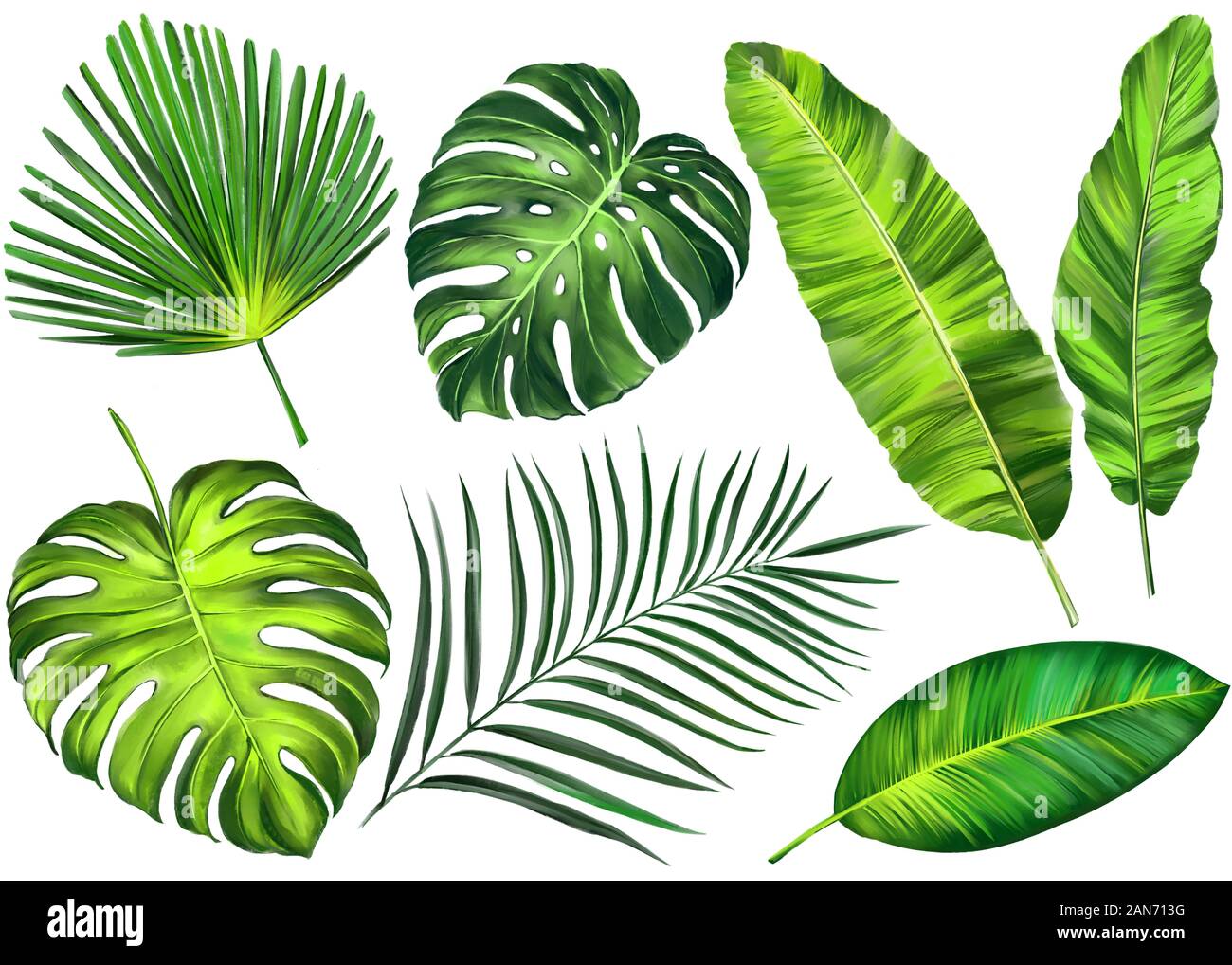 Hojas tropicales, selva elementos florales botánicos. Hojas de palmera, Art Illustration pintado con acuarelas aislado sobre fondo blanco. Foto de stock