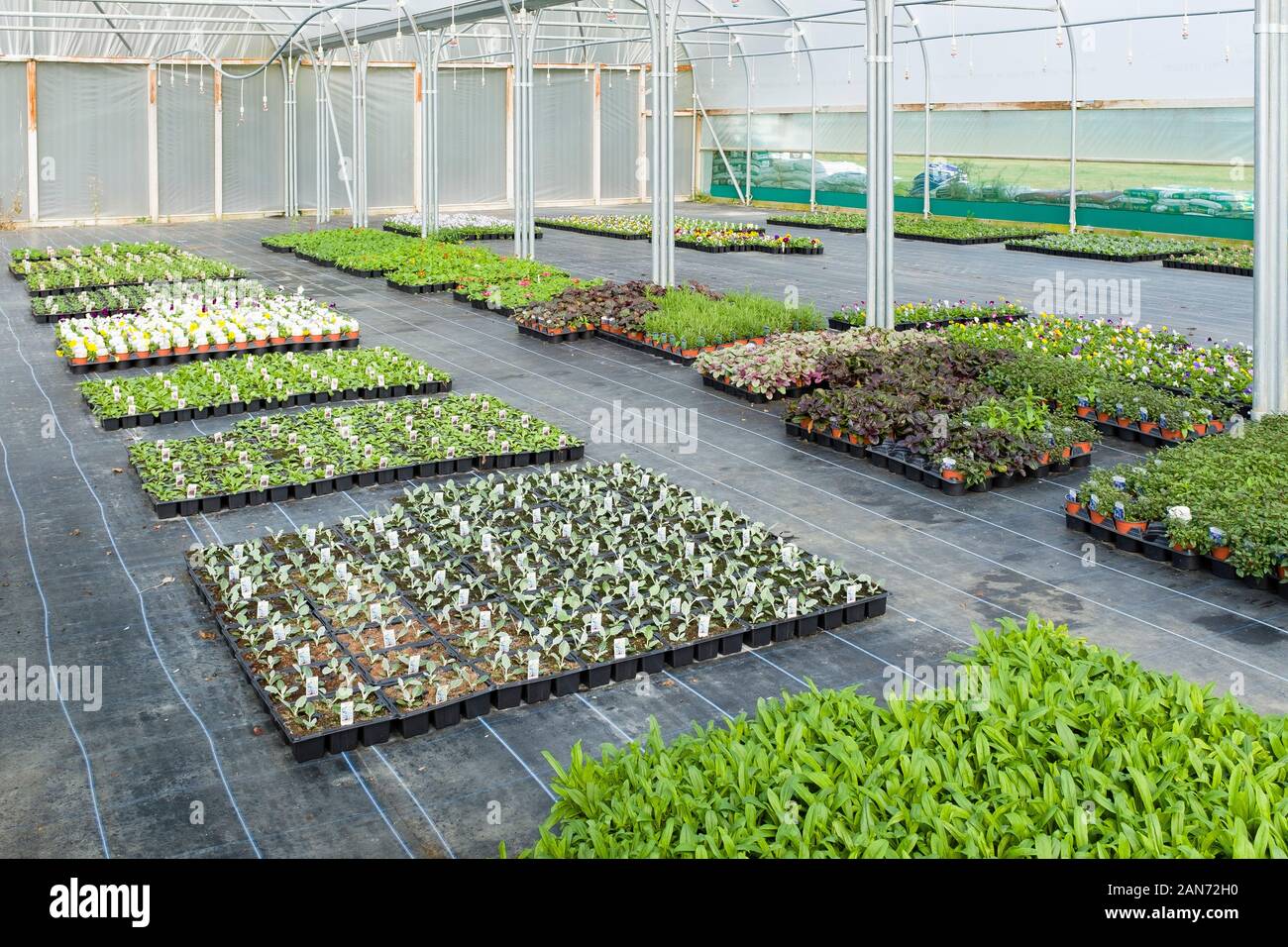 BUCKINGHAMSHIRE, Reino Unido - 14 de septiembre de 2019. Plantas de jardín que crece en su interior un vivero comercial invernadero en el REINO UNIDO Foto de stock