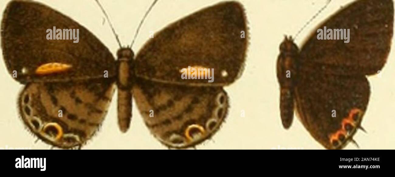 Die Gross-Schmetterlinge der Erde : eine systematische Bearbeitung der bis jetzt bekannten Gross-Schmetterlinge . Foto de stock