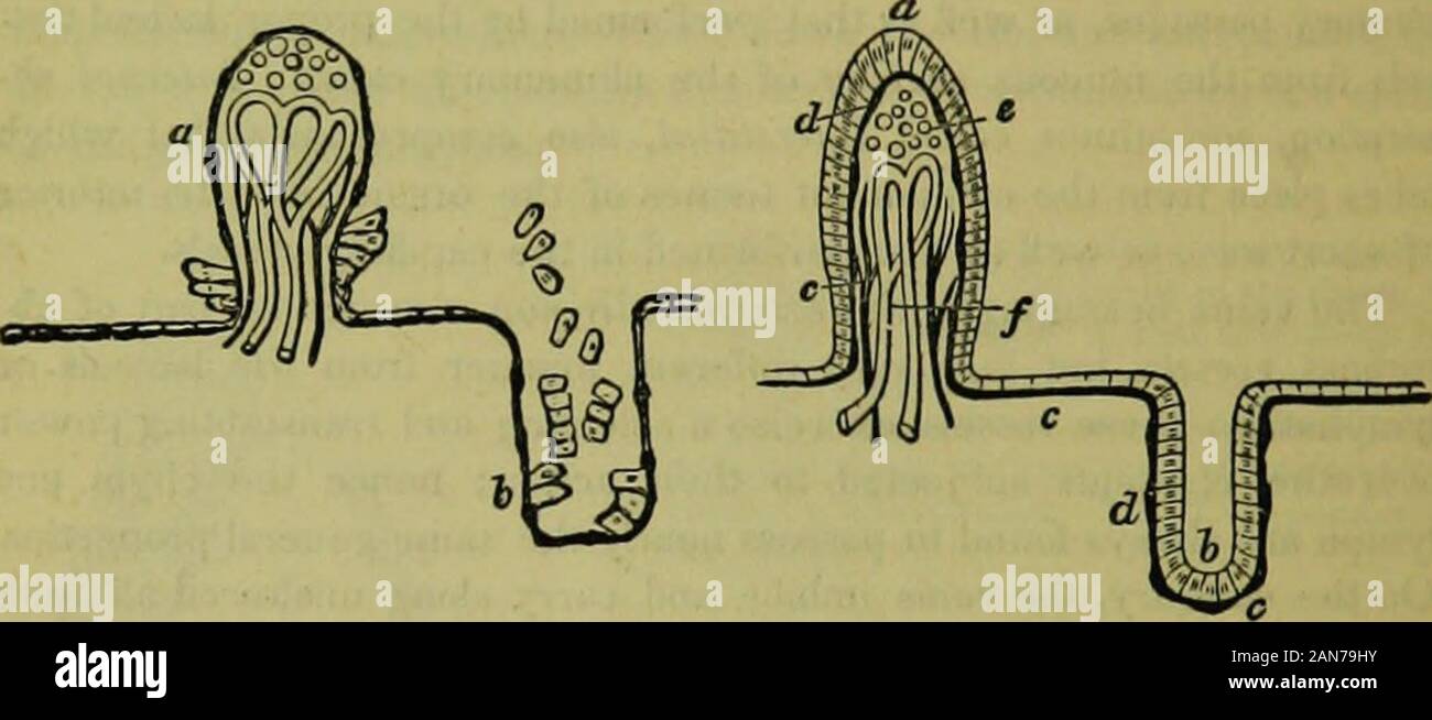 La hydropathic enciclopedia: un sistema de higiene y hydropathy .. . 172 absorbenr PHYsiOLoair. a los buques, ya sea un proceso de deliquescence bj 01, sus pmce oursting siendo sup^-ied por células frescas, y para que el proceso sea contuiued hasta el material nutritivo está agotada; después de lo cual las vellosidades, erectos, anteriormente se vuelve flácido, y el epitelio, que fue eliminado durante el proceso de absorción, se renueva; el lácteo vesselsthen convertido en los vasos del absorbente intersticial canaland intestinal actuar la parte de ganglios linfáticos. Fig. 136. Fig. Si. CHYLIFICATIOW. Absorción linfática. Fi Foto de stock