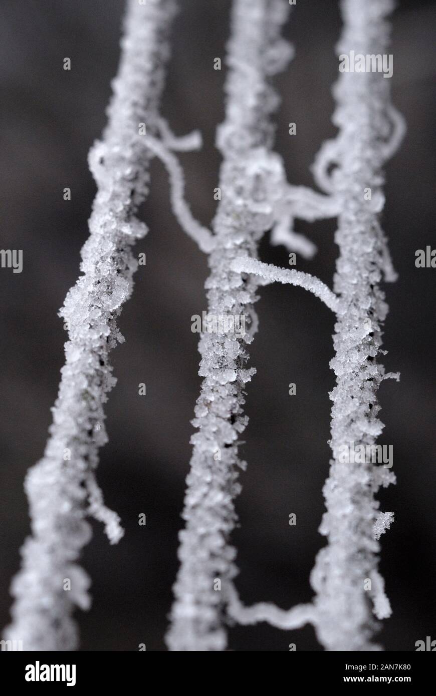 La escarcha sobre las cuerdas en invierno closeup. Profundidad de campo Foto de stock