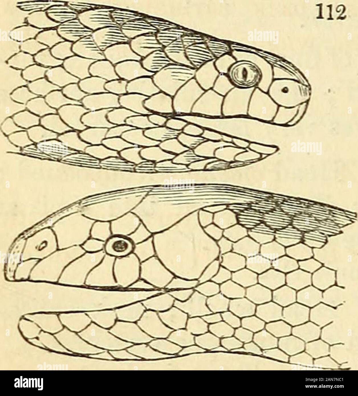 La historia natural de los peces, anfibios y reptiles, o animales  monocardian . pi. 16. Fin IV. OPHIDES. Las serpientes.cuerpo cubierto de  escamas, y totalmente sin Trionycidce, pero todavía no se ha