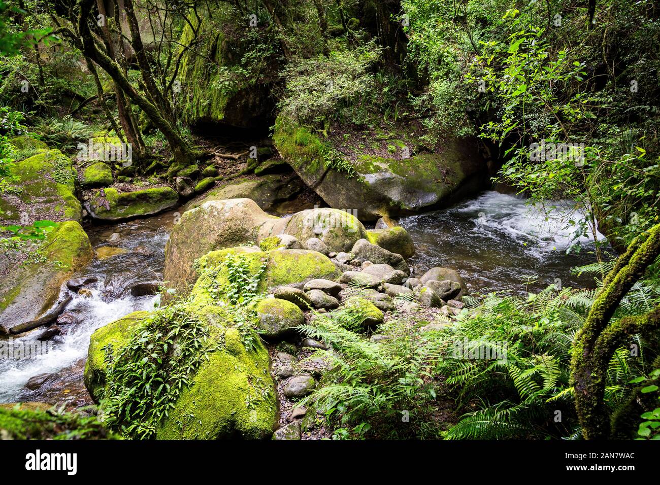 Río eNdumeni en medio de un bosque denso, verde paisaje tranquilo, Lotis Drakensberg Park, Sudáfrica Foto de stock