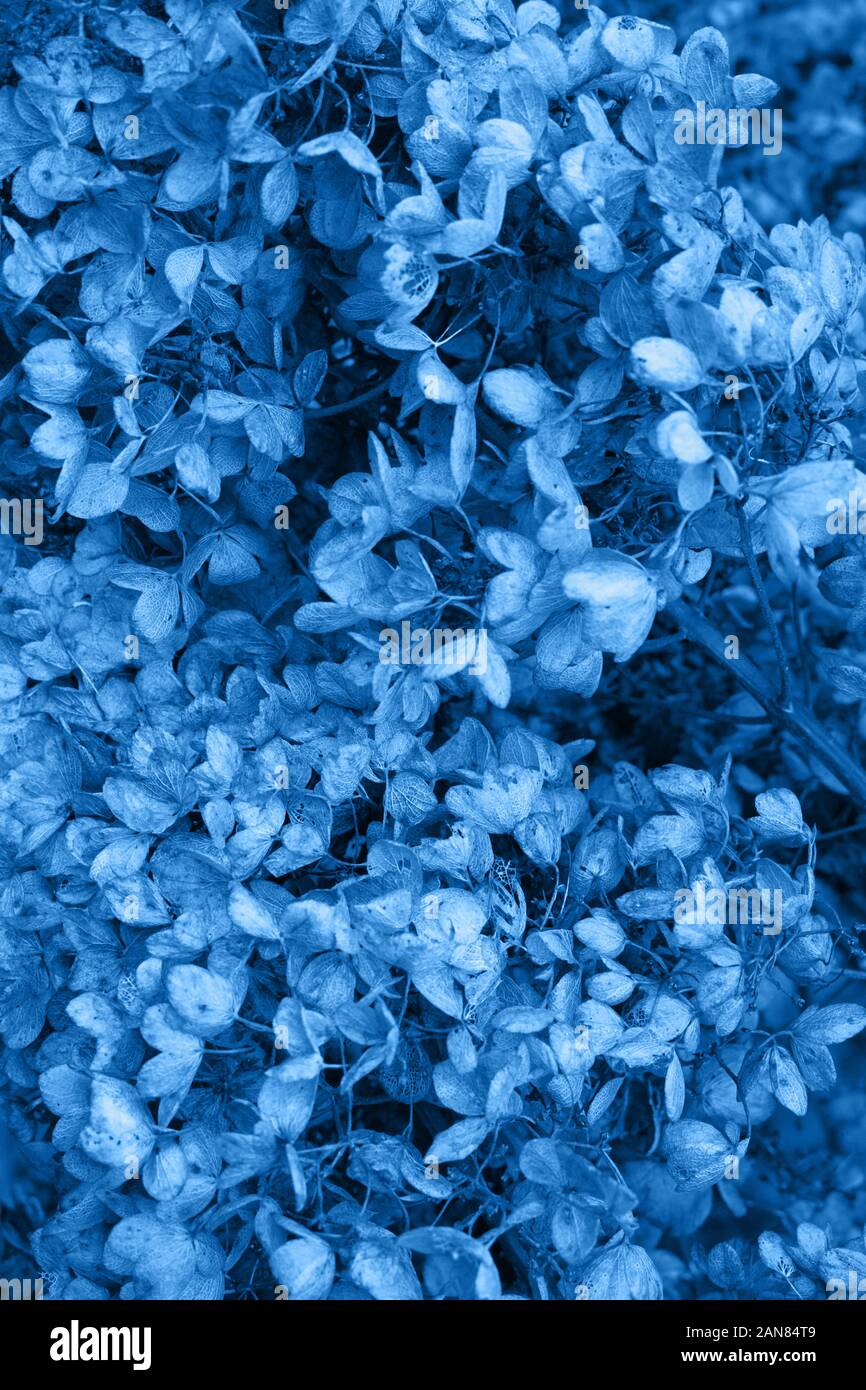 Clásica en tonos de azul, imagen monocroma. Moody oscuro arte fotográfico  floral con pocas flores secas de hortensia sobre un fondo seco de color  marrón oscuro, invierno backdr Fotografía de stock -
