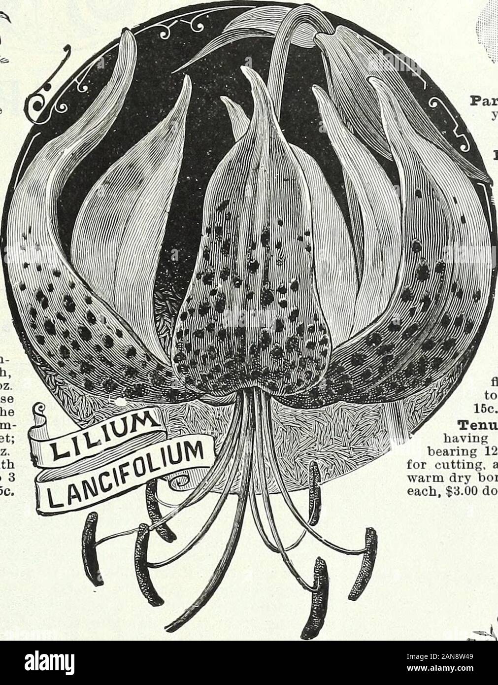 Lámparas, plantas y semillas para la siembra de otoño : 1897 . Foto de stock