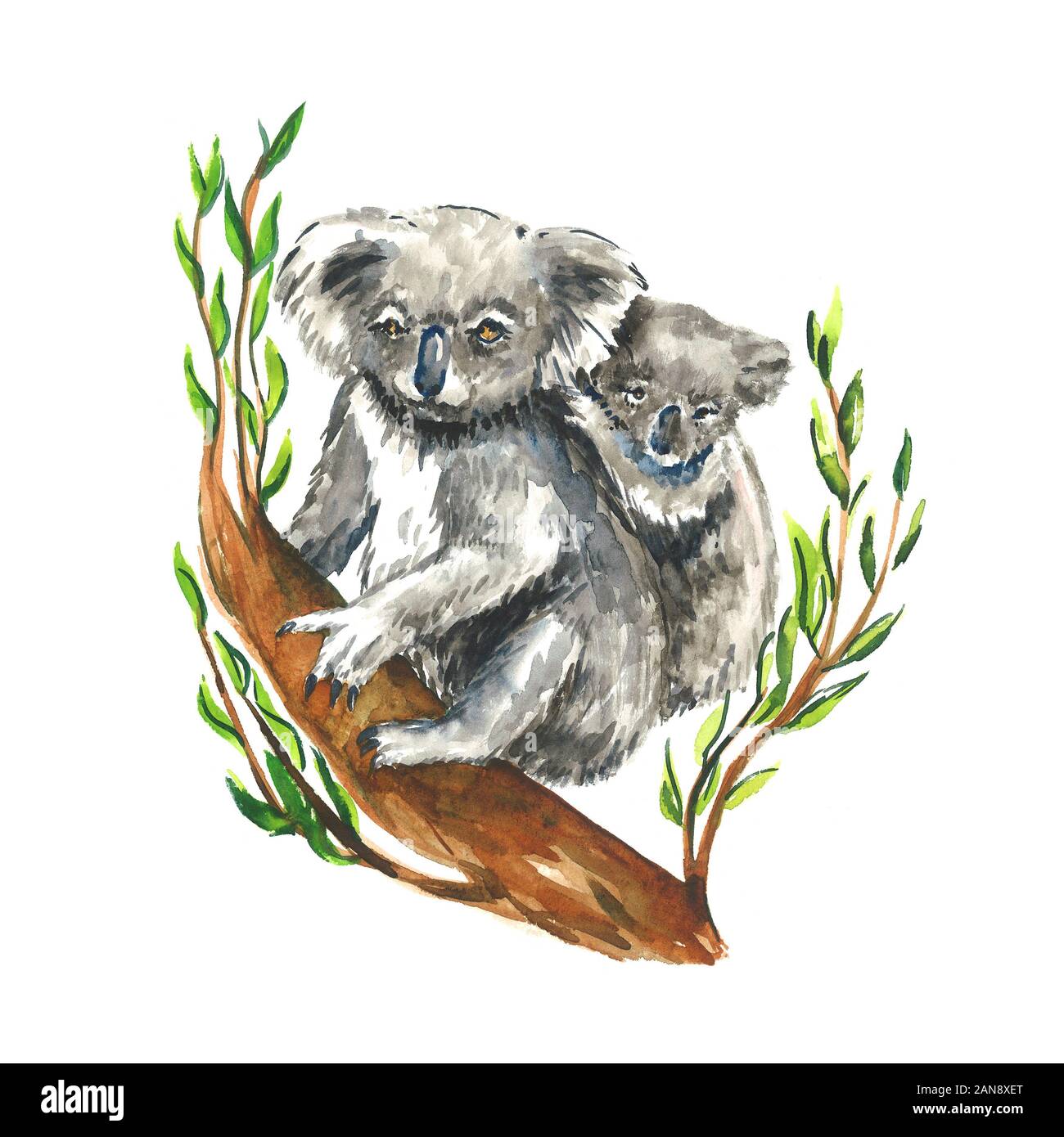 Baby Koala And Mother Imagenes Recortadas De Stock Alamy