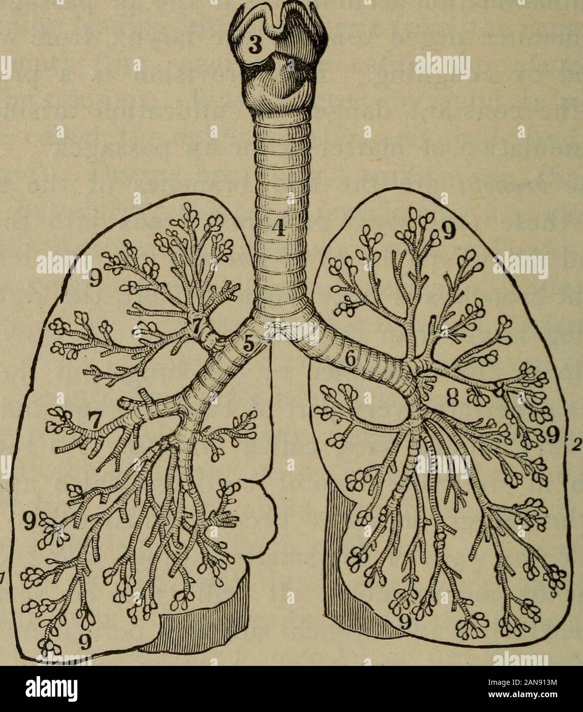 Un académico, la fisiología y la higiene .. . Que también las líneas del  pecho. Una capa de esta membrana. Fig. 38. Los pulmones en contorno,  mostrando la relación de la laringe,