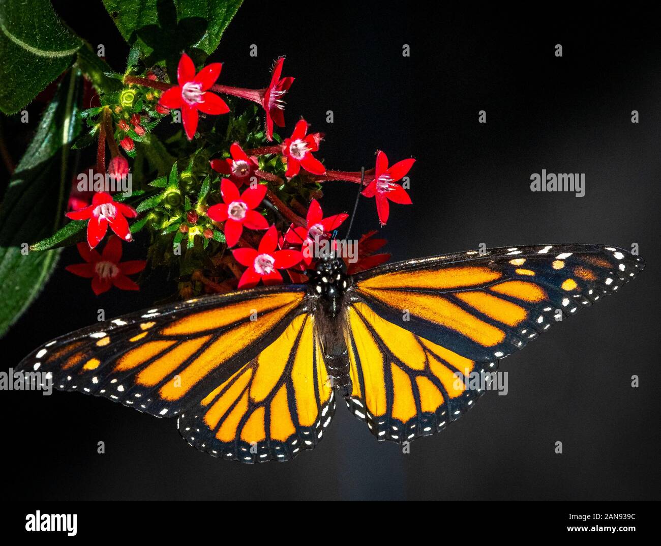 Claoeup de naranja y negro, naturaleza, natural de la mariposa monarca (Danaus plexippuson) pequeñas flores rojas con fondo negro Foto de stock