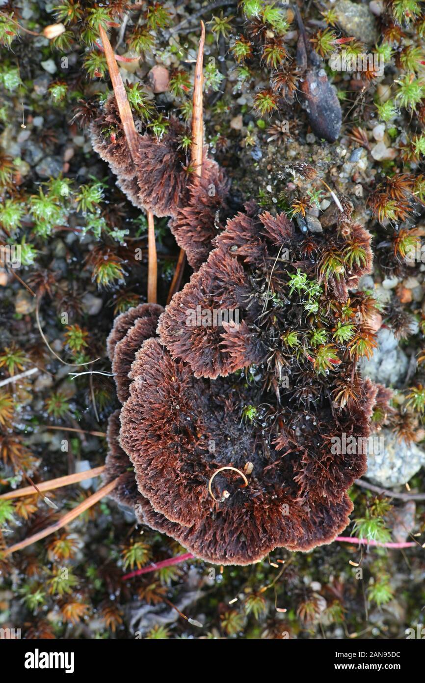 Thelephora terrestris, conocido como el hongo Earthfan, setas silvestres de Finlandia Foto de stock