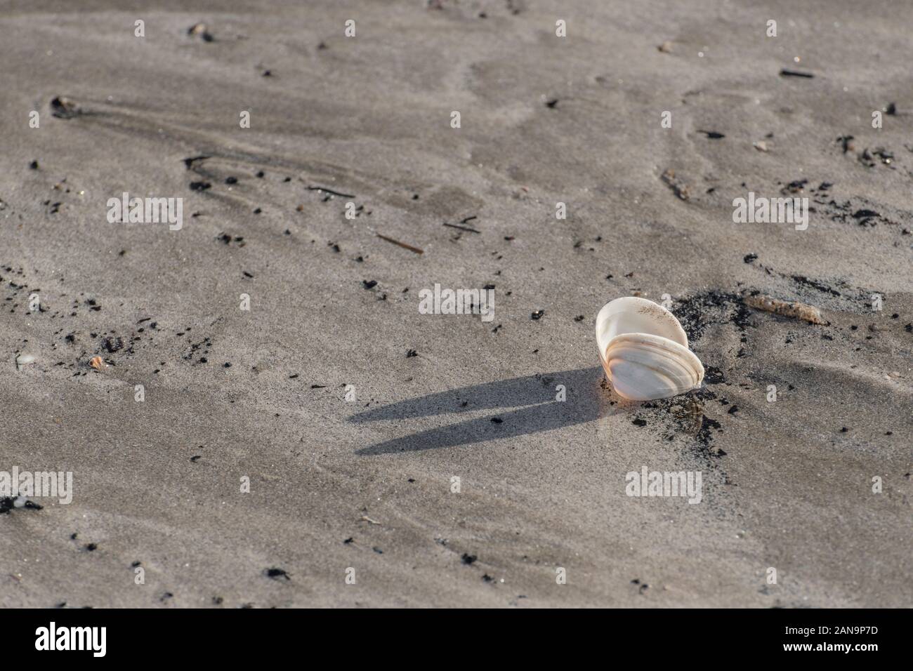 Clam como concha arrastrado en una playa de arena, en Cornwall. Shell aislado, el aislamiento, la soledad, los dos solos, en solitario, conchology estudio. Foto de stock