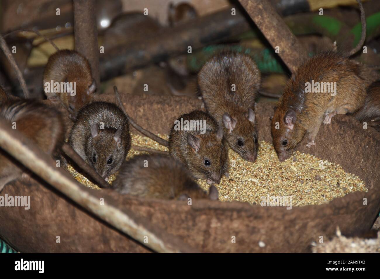 Los ratones comen alimentos sentados en una línea Foto de stock