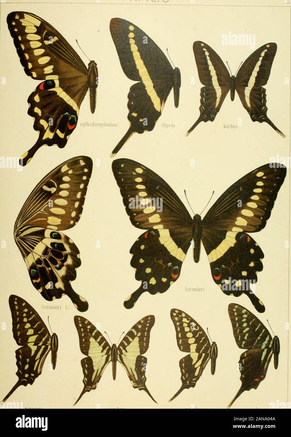 Die Gross-Schmetterlinge der Erde : eine systematische Bearbeitung der bis jetzt bekannten Gross-Schmetterlinge . Pars II. Fauna africana I XIII. PAPiLIO. sisenna t-vombar porihaon colonna Pars II. Fauna africana 1. 1 XIll PAPI LI O Foto de stock
