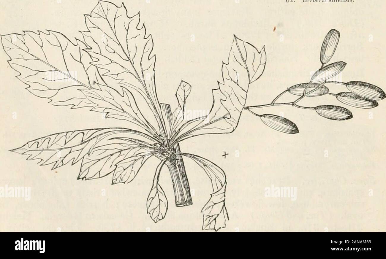 Árboles y arbustos; una versión abreviada del Arboretum et fruticetum britannicum: contiene los árboles y arbustos resistentes de Gran Bretaña, nativos y extranjeros, científicamente y popularmente descrito; con su propagación, cultivo y usos y grabados de casi todas las especies . llUbtiris sinellMS.. 65. Birheris, ilze iinMS nac.. VI. Un bereber CEjE :^RBERIS. Foto de stock
