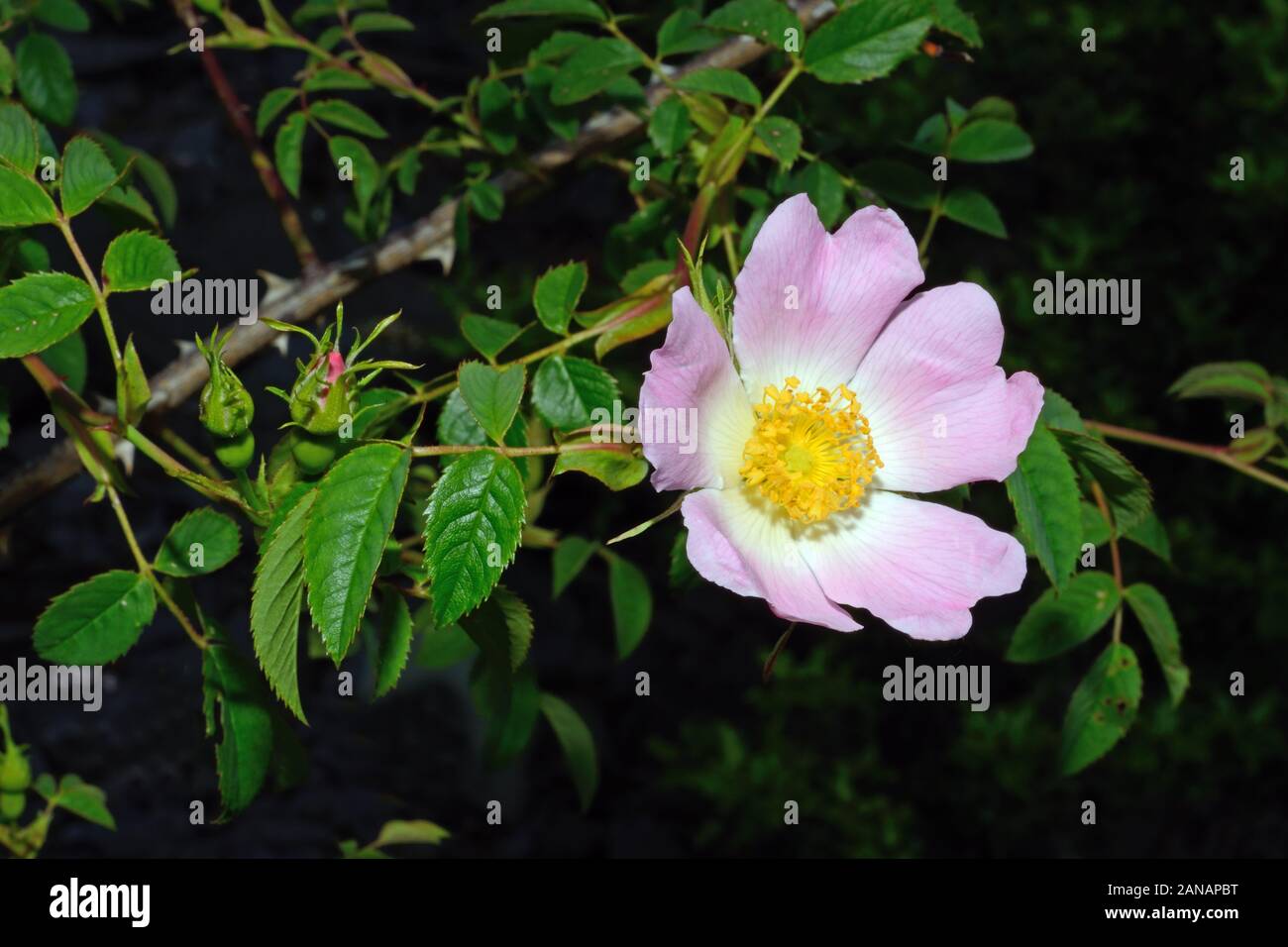 Rosa canina (dog rose) es nativo de Europa, Noroeste de África y Asia occidental donde la codificación es un arbusto de hoja caduca. Foto de stock