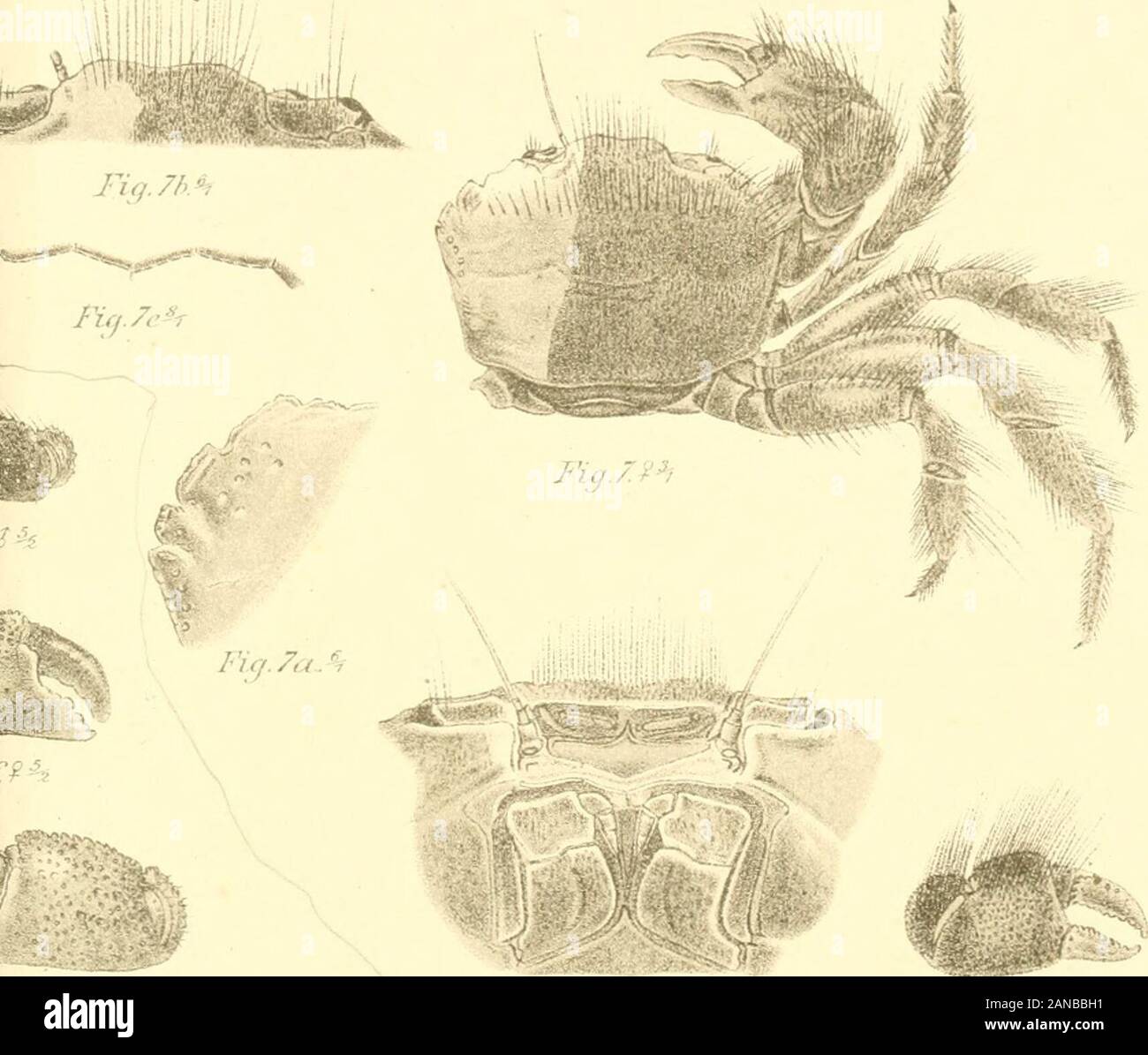 オリジナル Herrn Von Die Uber Bericht Schiffscapitan Reprint 