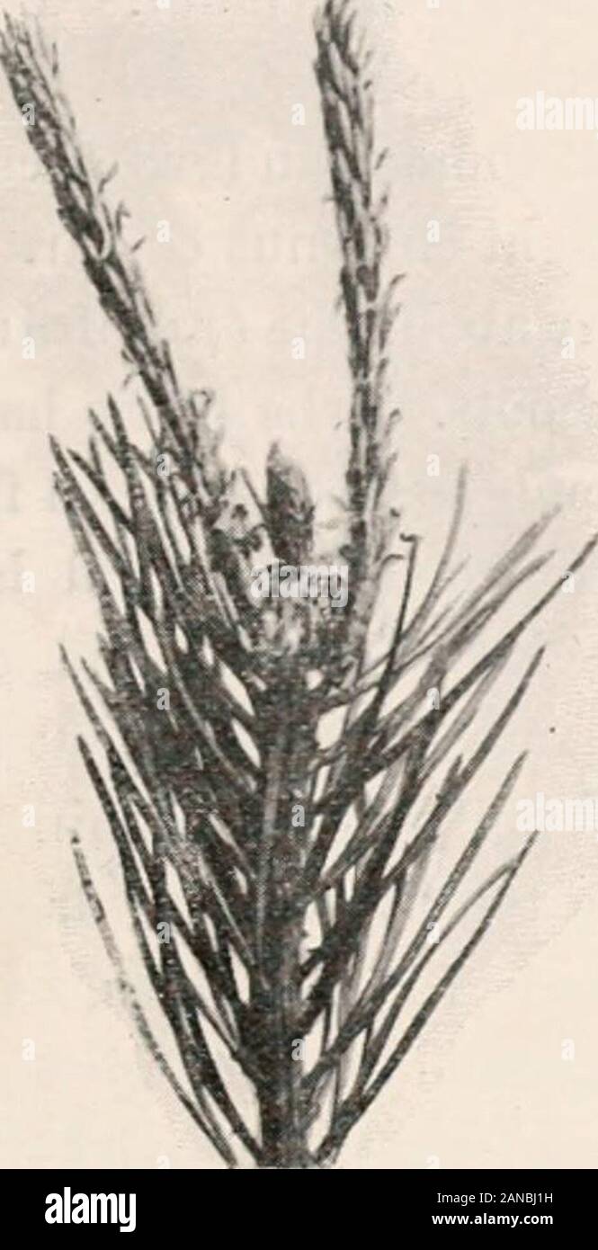 Entomología forestal . buff sugerencia R. duplana. Ketinia turionana, Hb.  (Pine-bud Polilla Tortrix). Esta especie tiene una sola vez bajo mi  observación como una peste-viz., en Delamere Forest, Cheshire. Los pinos  fueron