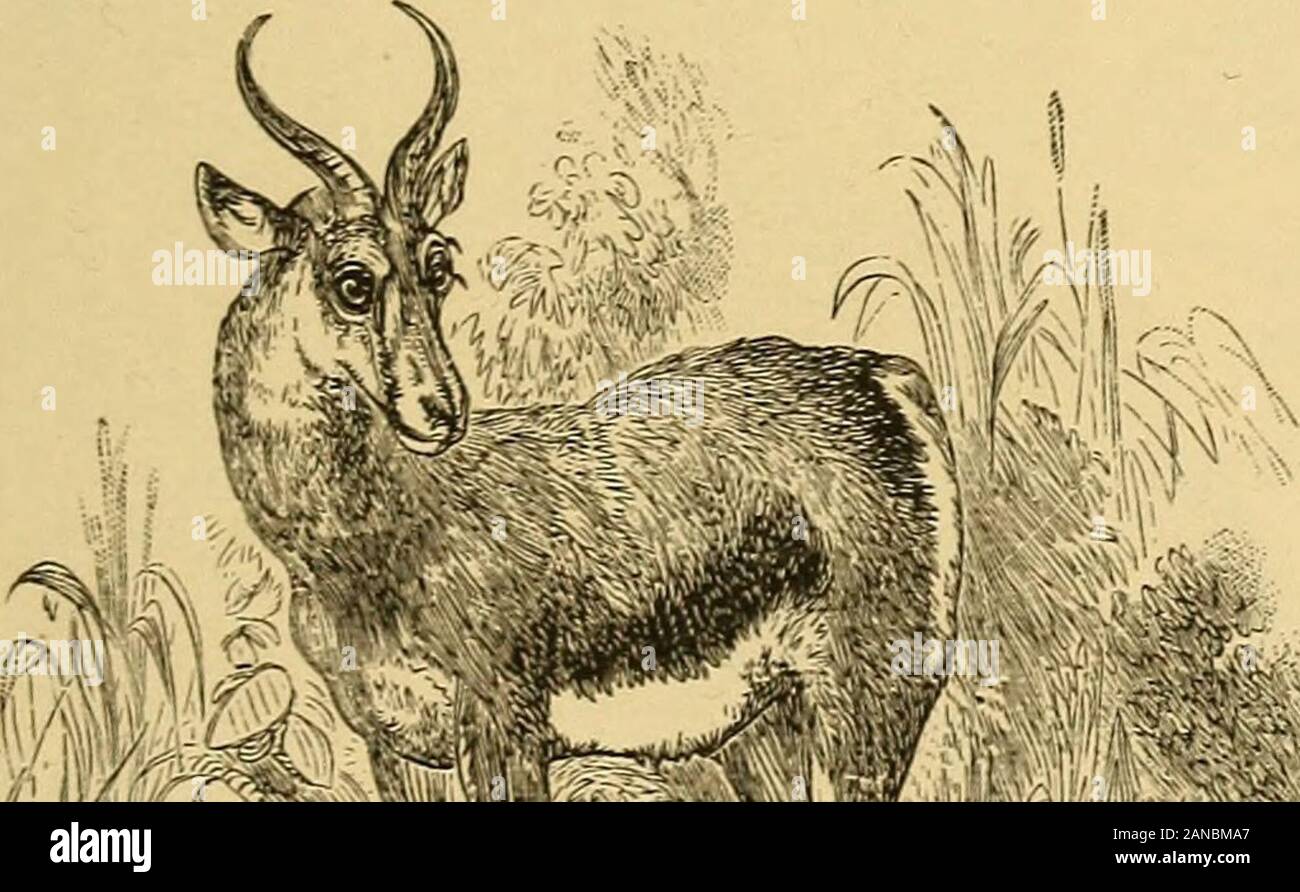 swiss airlines bolsagage