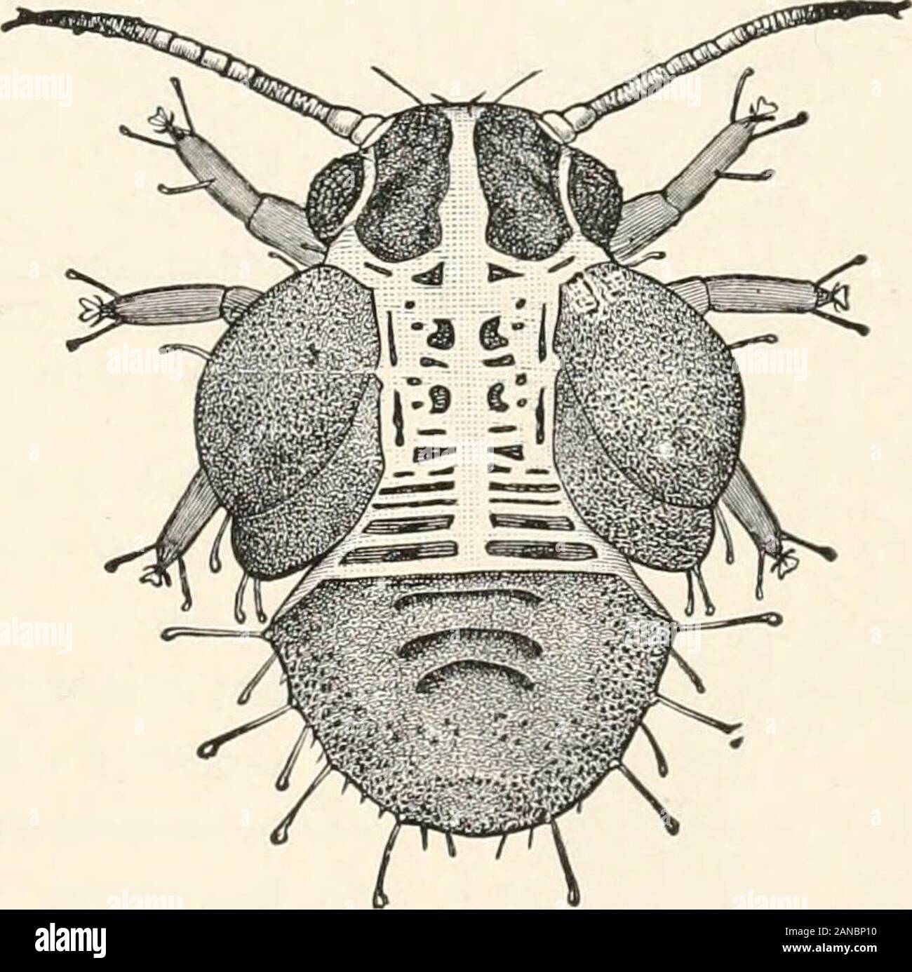 Un libro de texto de entomología, incluyendo la anatomía, fisiología,  embriología y metamorfosis de los insectos, para uso en la agricultura y en  las escuelas técnicas y universidades, así como por el