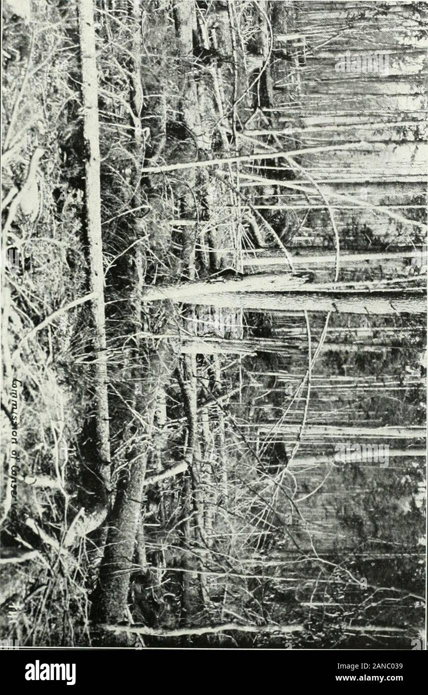 La protección de los bosques en el Canadá, 1912-1914, por Clyde Leavitt . o pulpa de madera. Este proceso se ve facilitado por la caída de nieve theheavy que fuerza a la tierra dentro de unos pocos años therelatively pequeñas ramas que comprende el retoño o top por debajo de un 3-inchdiameter límite. Indudablemente, el derrame de todas las ramas por debajo de un límite de 3 pulgadas de diámetro facilitará más rápido decaimiento ; sin embargo, en laotra parte, este requisito implica un gasto extra de material eloperador ; esto no parece estar justificado en vista de la disminución relativelyslight en el peligro de incendio que puede tener lugar antes de la decayof Foto de stock