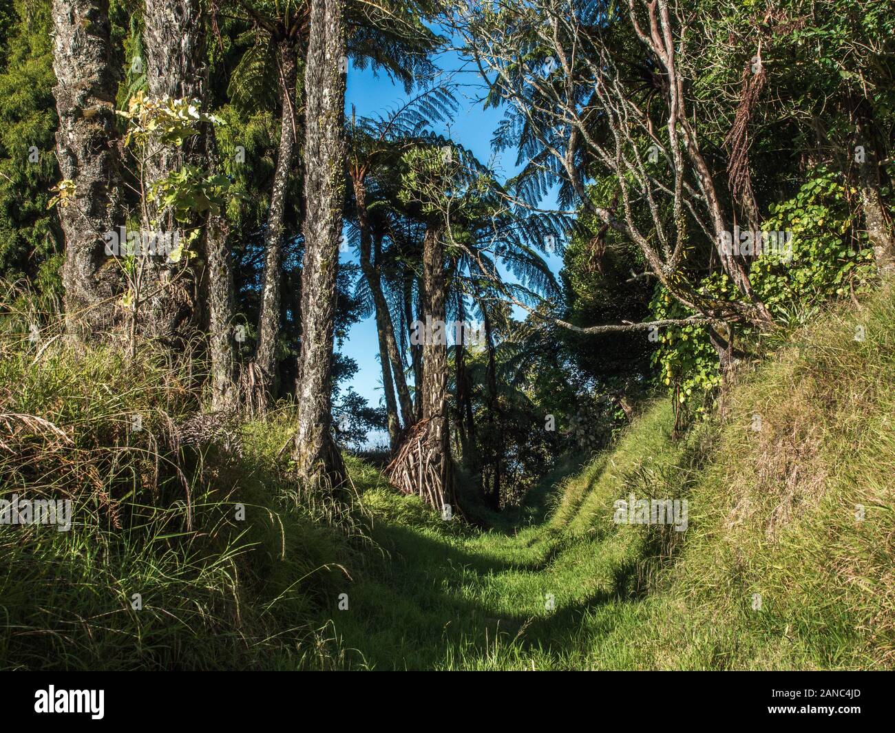 Histórico campo de batalla de los maoríes, cubierto de restos de atrincheramiento zanjas y terraplenes, banco, fortificación Pukerangiora, Taranaki, Nueva Zelanda Foto de stock