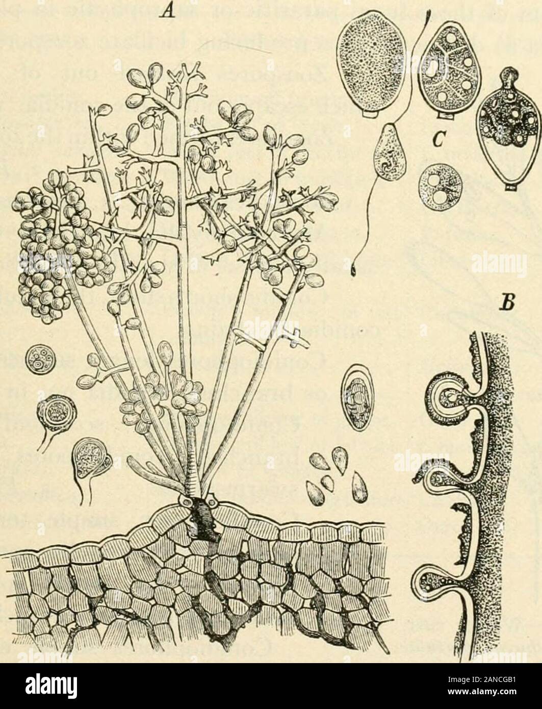 a-d. protoginia-a. tricomas rígidos no interior do tubo; b. ginostêmio